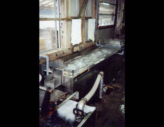 Depuration process for food oysters used in Japanese oyster processing plant Picture