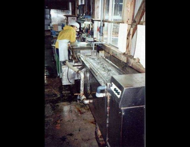 Depuration process for food oysters used in Japanese oyster processing plant Picture