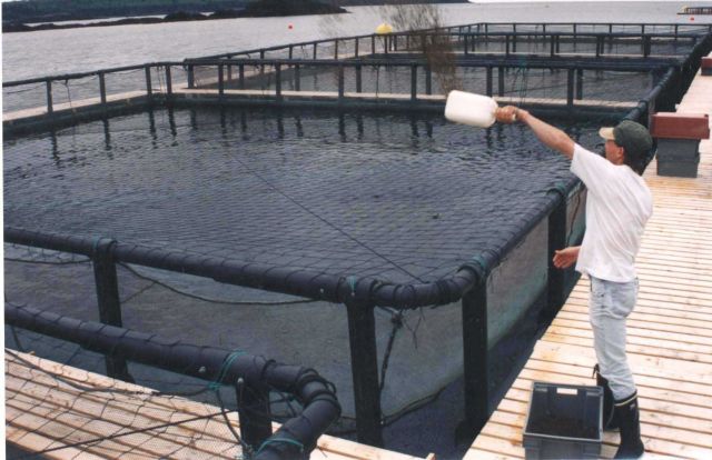 Closeup of netpen in the waters offshore of Catalina Island. Picture