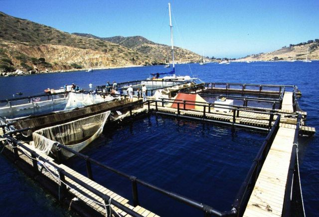 Closeup of netpen in the waters offshore of Catalina Island. Picture