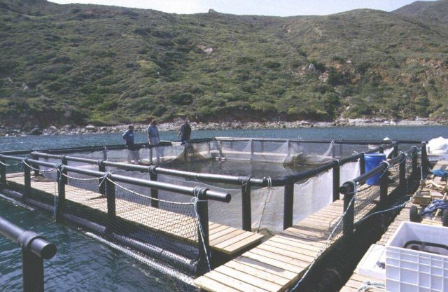 Netpens with walkways between for feeding and maintenance. Picture