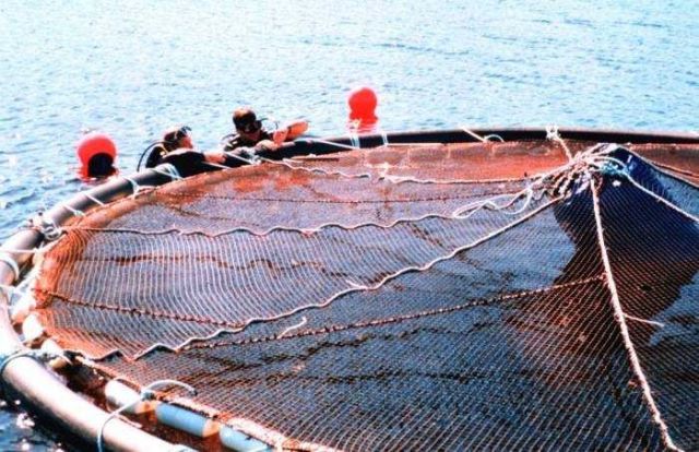 One of the very first offshore floating cages being setup in the Gulf of Mexico. Picture