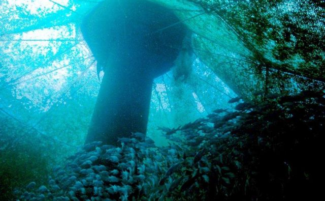 View from inside a Hawaii offshore aquaculture cage with Moi swimming near the surface. Picture