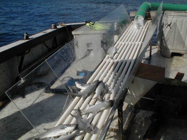 Photo of the dewatering table as fish are harvested from the offshore cage in Hawaii. Picture