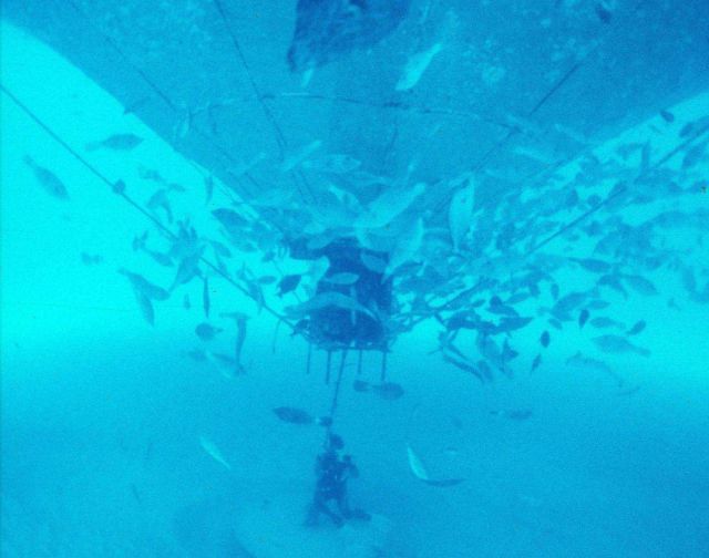 Fish aggregate below the offshore cage as the anchoring device is being set up. Picture