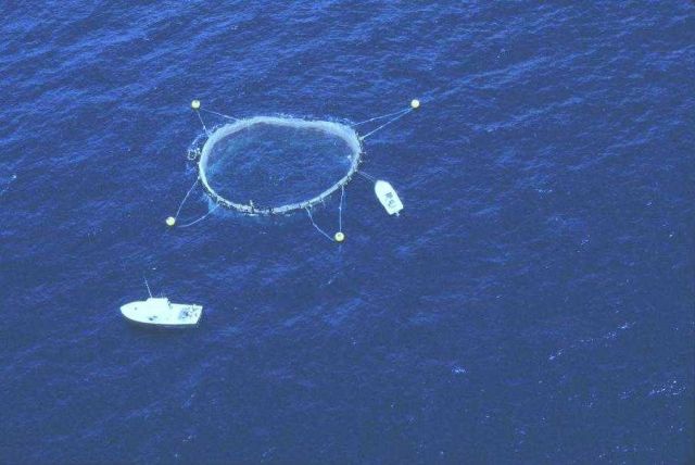 Tuna cage 24 miles offshore of California. Picture