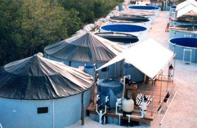 Covered circular tanks for raising mutton snapper at the Rosenstiel School of Marine and Atmospheric Science Rosenstiel School of Marine and Atmospher Picture