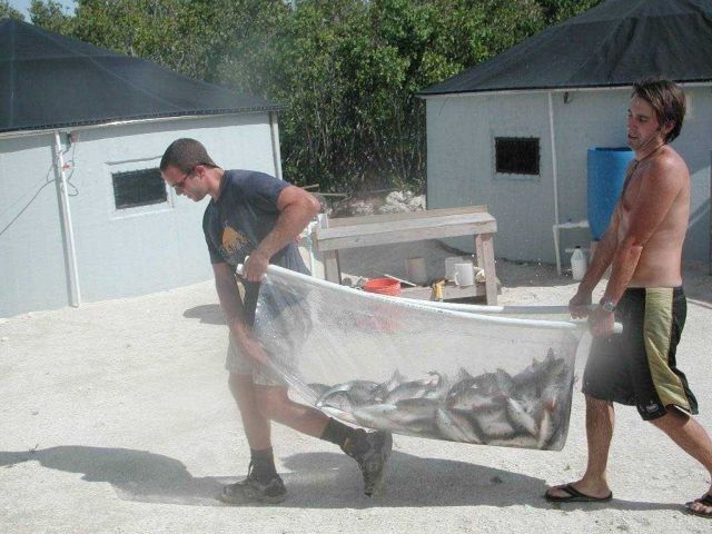Staff transporting fish by stretcher at the Florida Keys research laboratory Picture