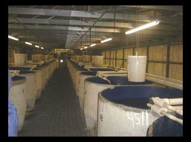 Circular tanks used in a an ornamental fish culture facility in central Florida. Picture