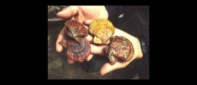 Close-up photo of Chlamys farreri scallop Picture