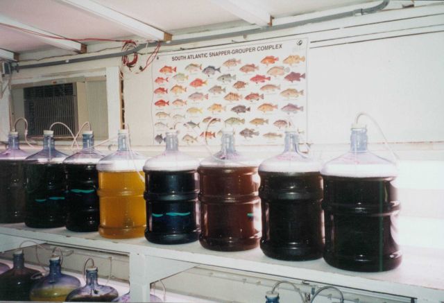 Clam aquaculture Picture