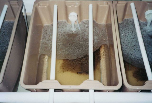 Clam aquaculture Picture