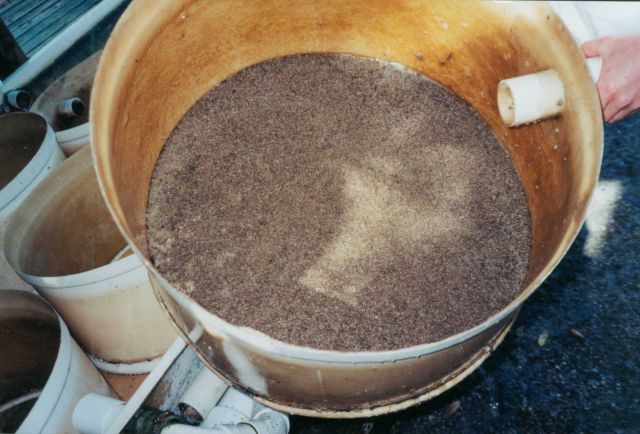 clam spat for seeding clam aquaculture beds Picture