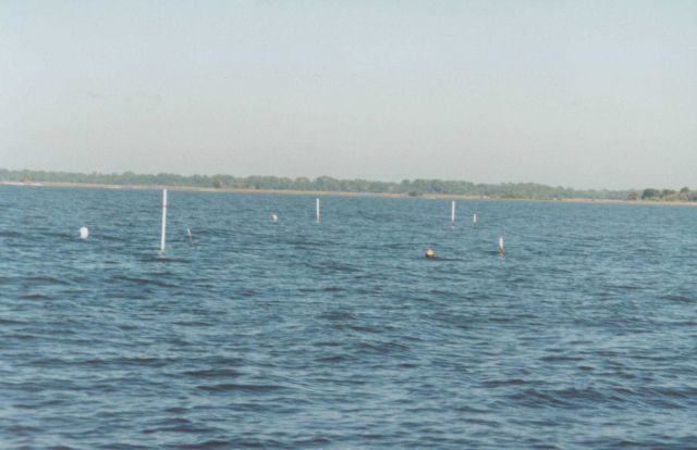 Clam aquaculture staked beds Picture