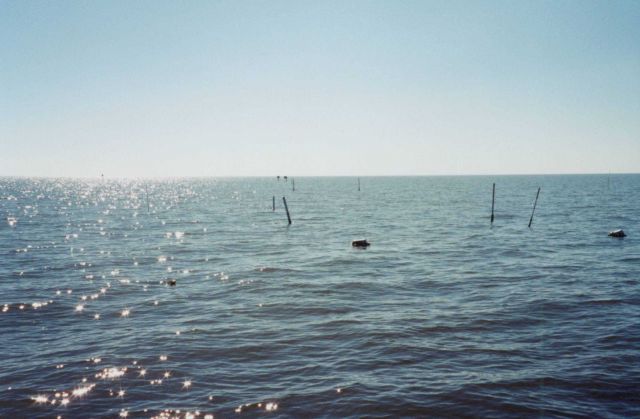 Clam aquaculture staked beds Picture