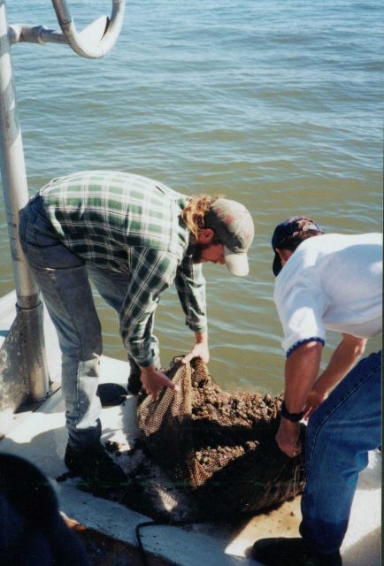 Clam aquaculture Picture