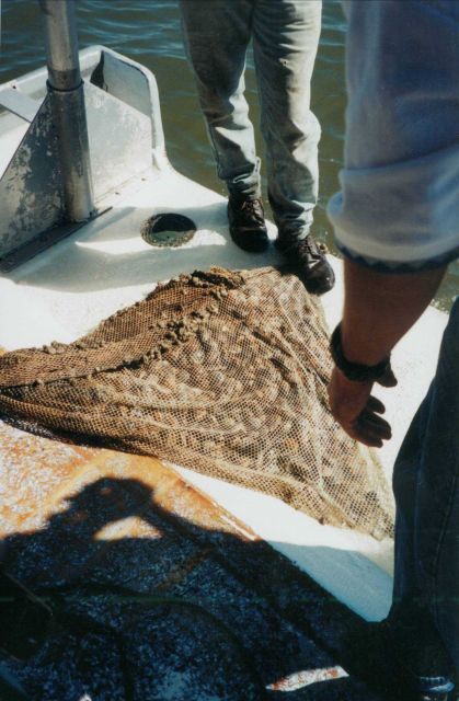 Clam aquaculture Picture