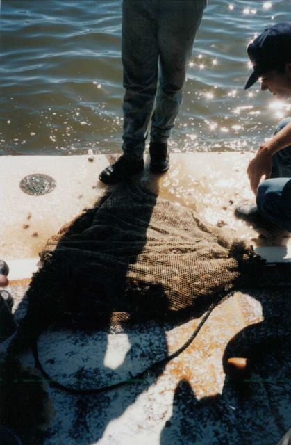 Clam aquaculture Picture
