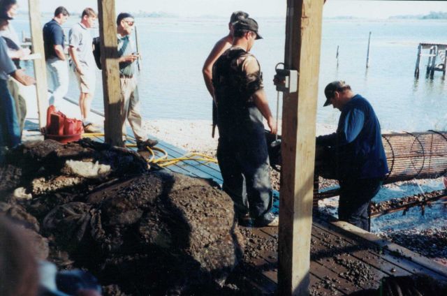 Clam aquaculture Picture