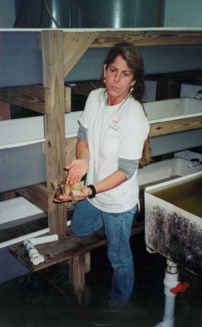 Displaying fat healthy clams from a clam aquaculture facility. Picture