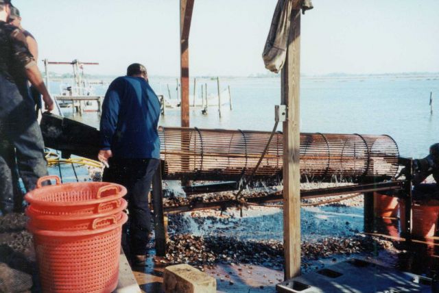 Washing clams readying them for market in a clam aquaculture facility. Picture