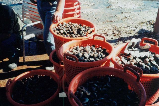 Baskets of clams ready for market in a clam aquaculture facility. Picture
