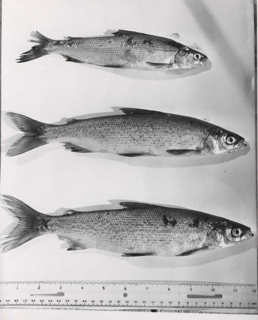 Fish taken from trap on Yukon River. Picture