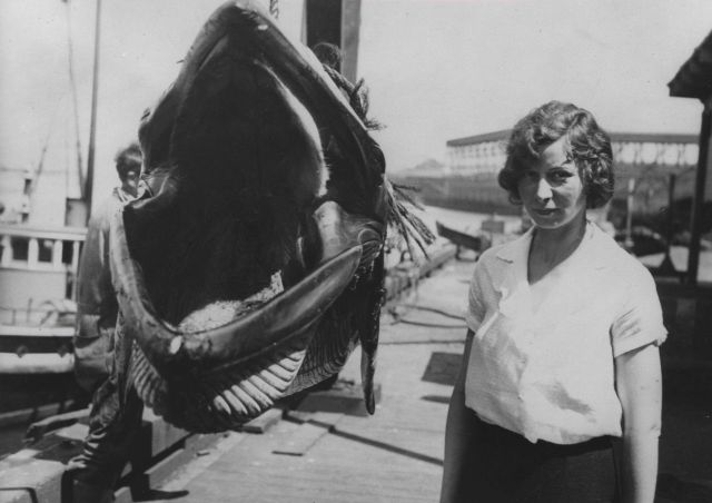 Woman standing next to little piked or minke whale on pier Picture