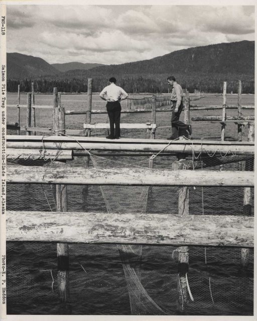 Salmon pile trap Picture
