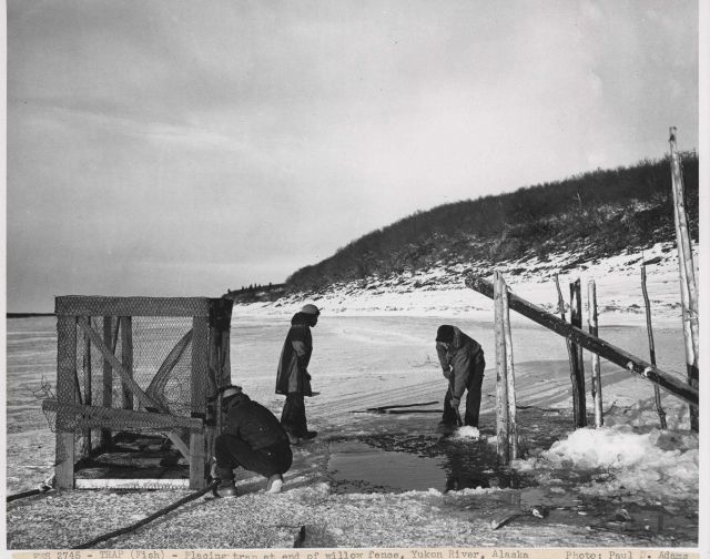 Placing fish trap at end of willow fence on the Yukon River. Picture