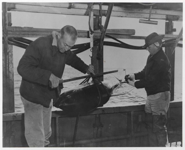 Harvey Bullis (foreground) and George Berglund taking weight and length measurements of yellowfin tuna on board FWS research vessel OREGON. Picture