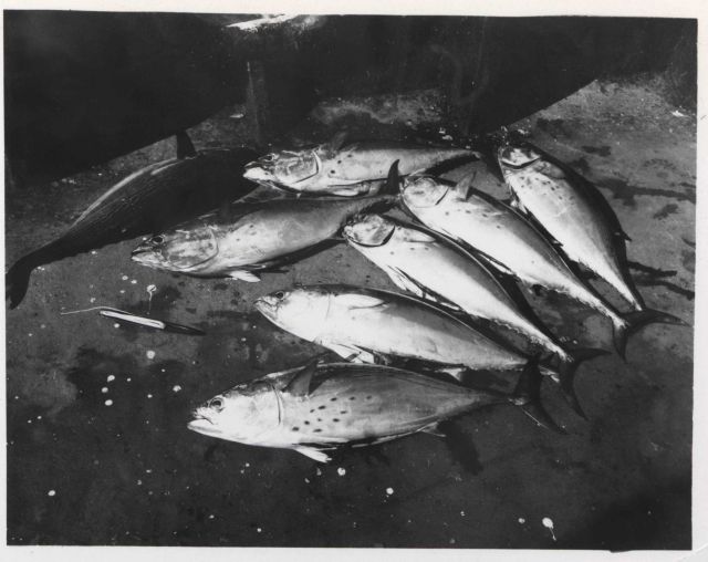 Blackfin tuna caught on trolling lines Picture