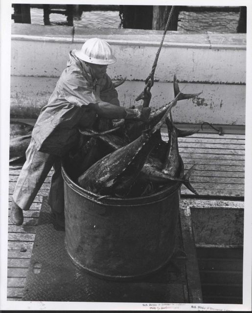 Unloading catch of yellowfin tuna Picture