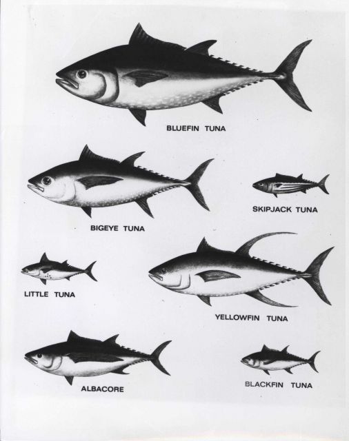 The Atlantic tunas under study at the Tropical Atlantic Biological Laboratory Picture