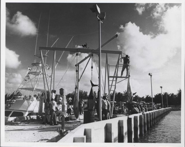 Weighing and measuring the catch at culmination of Bimini bluefin tuna sportfishing tournament. Picture