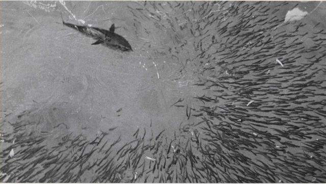 Little tunny or kawakawa attacks a school of baitfish in a research tank Picture