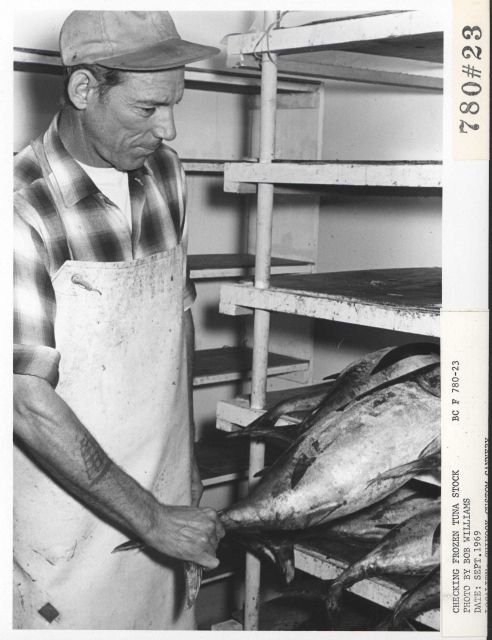 Checking frozen tuna stock at the Chinook Custom Cannery Picture