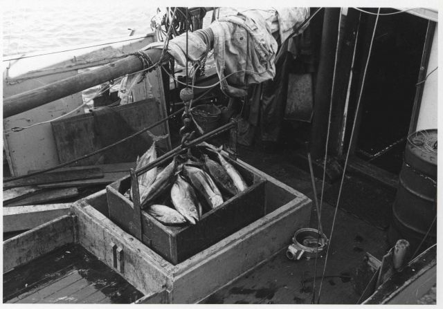 Unloading tuna from fishing vessel NORA at Bumblebee docks Picture