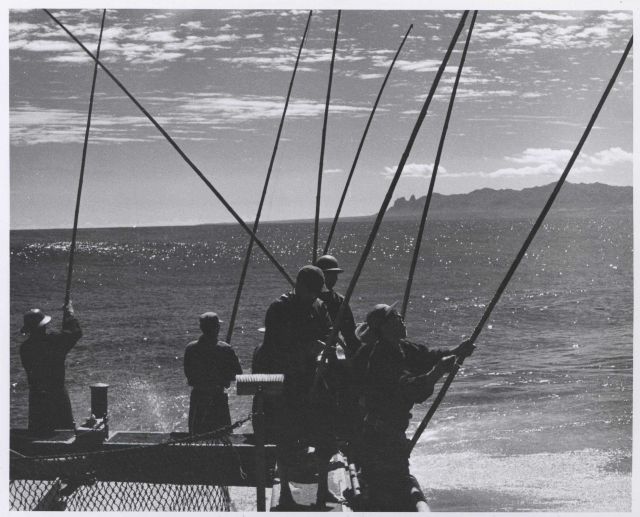 Live bait fishing for skipjack tuna off the island of Kauai Picture