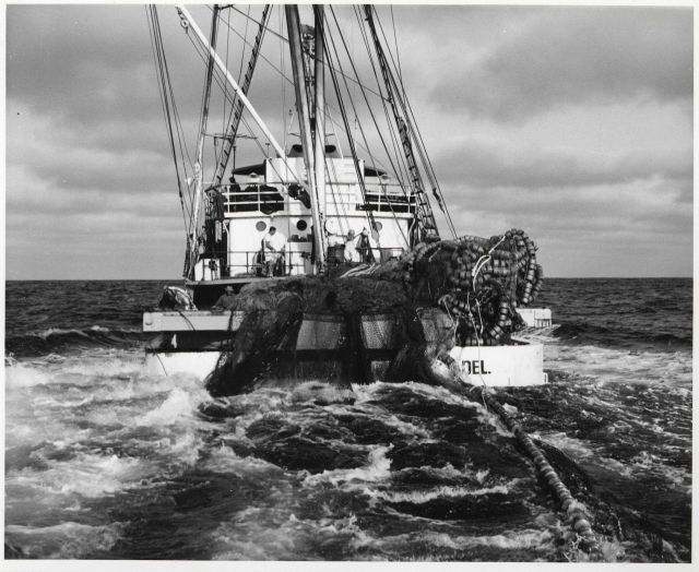 Setting the net at full speed Picture