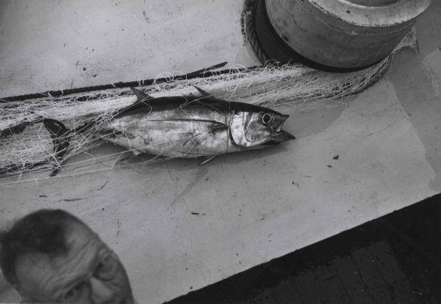 Gillnetting for albacore. Picture