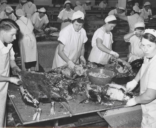 Skinning cooked tuna before canning Picture