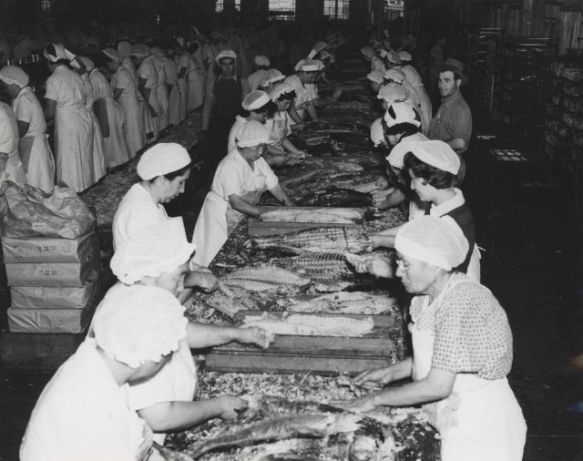 Inside a tuna canning plant Picture