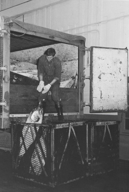 Unloading frozen tuna from truck Picture