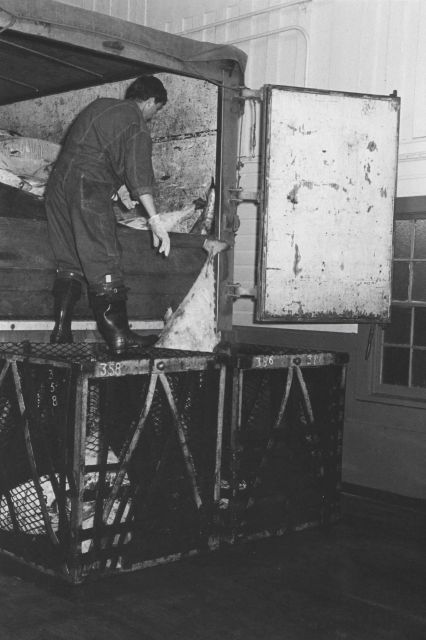 Unloading frozen tuna from truck Picture