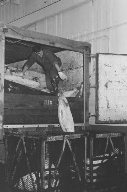 Unloading frozen tuna from truck Picture