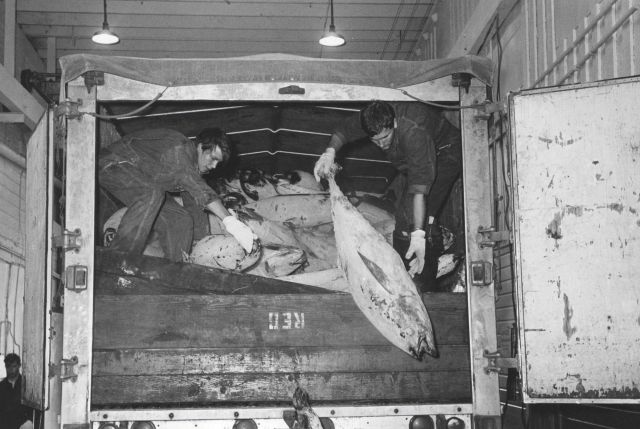 Unloading frozen tuna from truck Picture