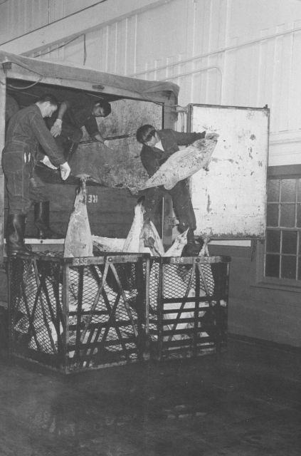 Unloading frozen tuna Picture