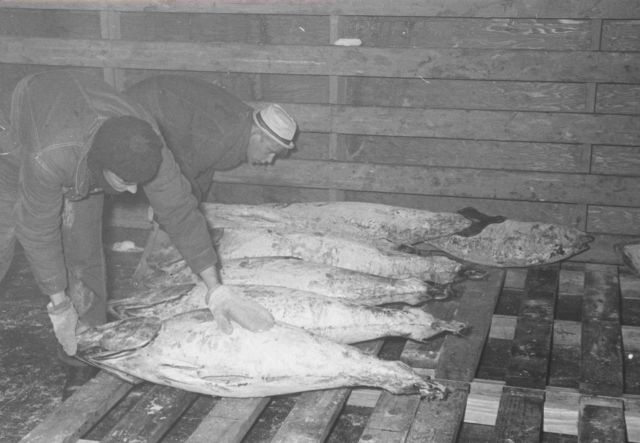Stacking frozen tuna on pallets Picture