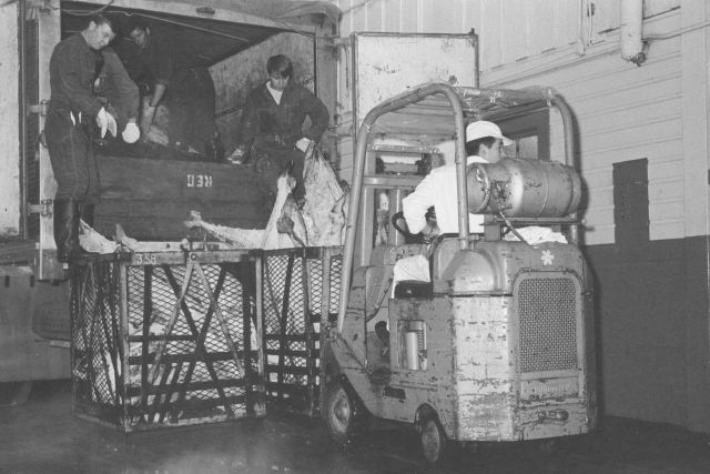 Unloading frozen tuna Picture